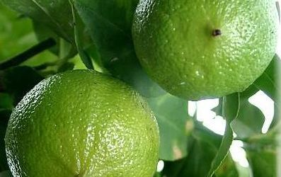 佛手柑（Bergamot Citrus bergamia）