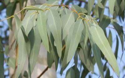 澳洲尤加利樹（Eucalyptus）